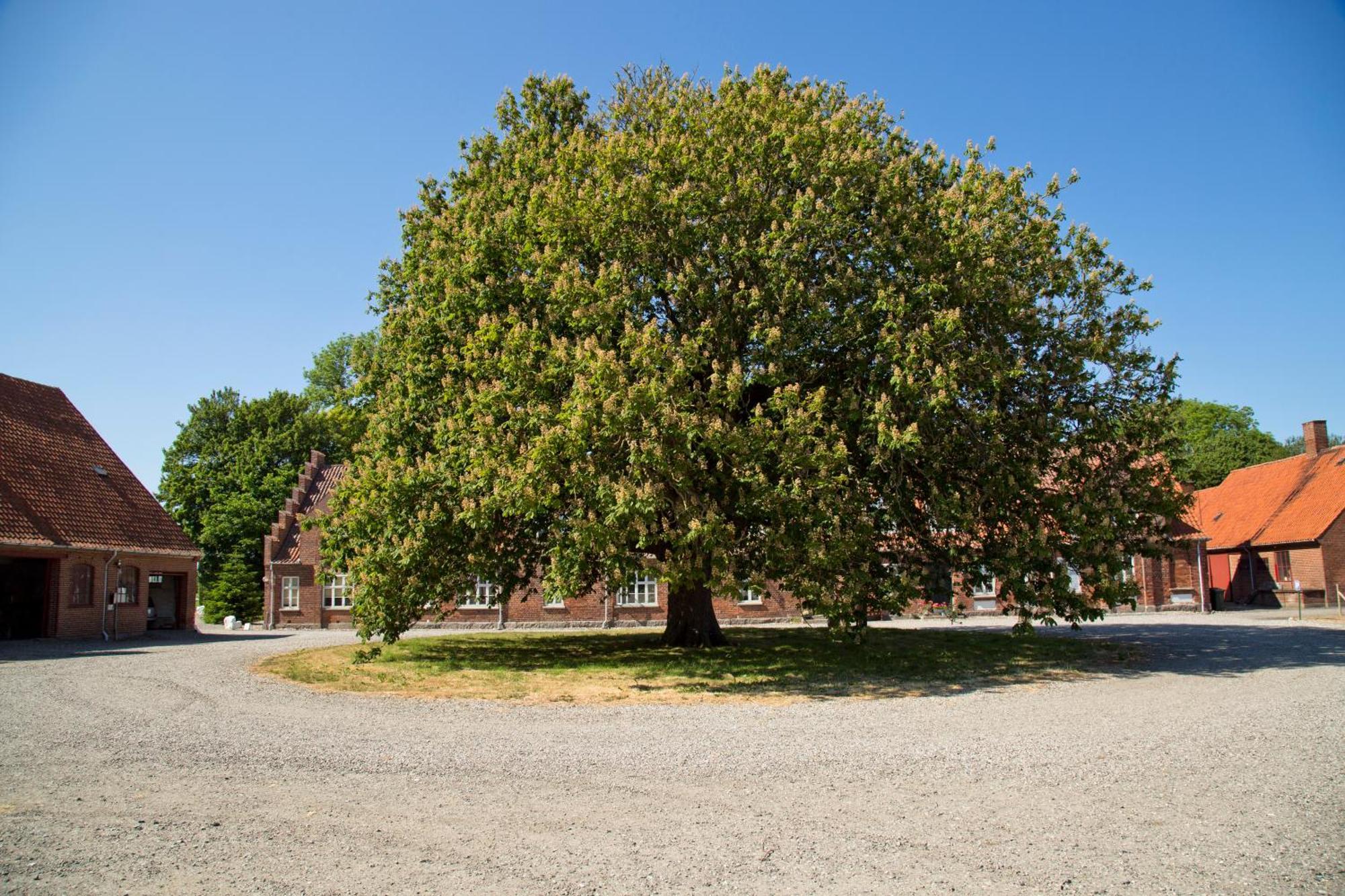 Bellinge House Отель типа 